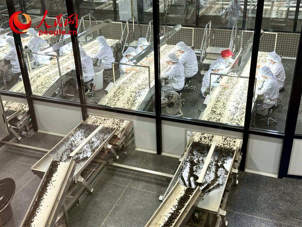 工人在對茶葉進(jìn)行目視揀剔。人民網(wǎng)記者 劉微攝