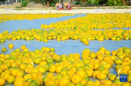 11月25日在廣東省江門(mén)市新會(huì)區(qū)拍攝的在空地上晾曬的新會(huì)柑皮。