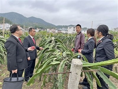  圖④：岑溪法院糯垌法庭法官深入轄區(qū)火龍果基地調(diào)研。