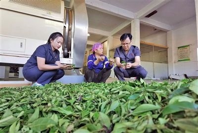  圖③：蒼梧法院六堡法庭法官深入茶企了解企業(yè)生產(chǎn)經(jīng)營情況。