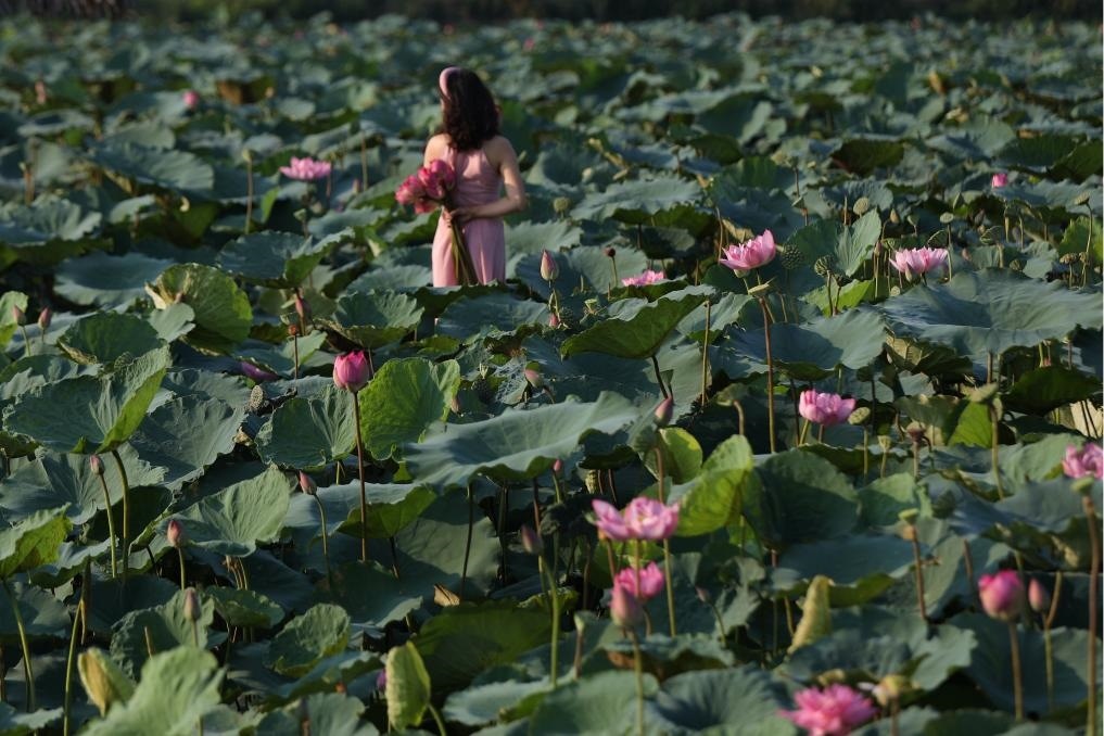 這是2020年7月15日，一名女子在越南首都河內(nèi)西湖畔的荷花叢中留影。
