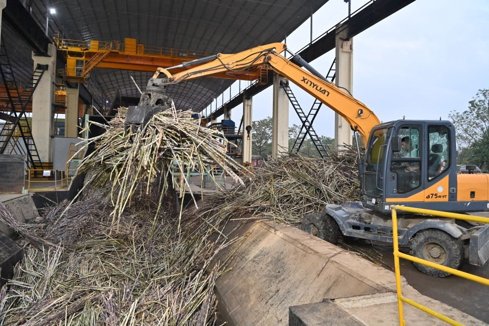 12月14日，在廣西來賓東糖鳳凰有限公司，員工操作機械將甘蔗投入傳送帶，準備送往壓榨車間。