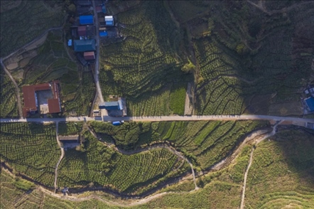 漠源鄉(xiāng)西柚基地。將樂(lè)縣農(nóng)業(yè)農(nóng)村局供圖