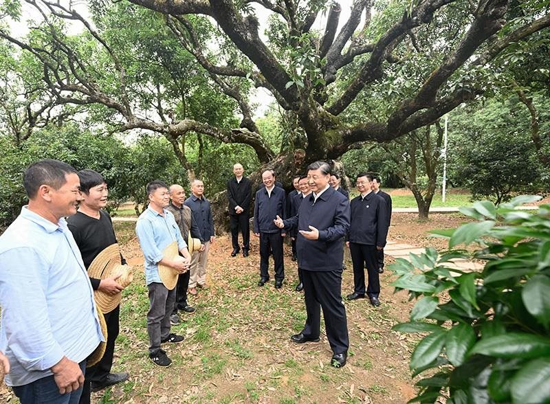 2023年4月11日，習(xí)近平總書記在廣東茂名柏橋村荔枝種植園，同現(xiàn)場(chǎng)技術(shù)人員親切交流。