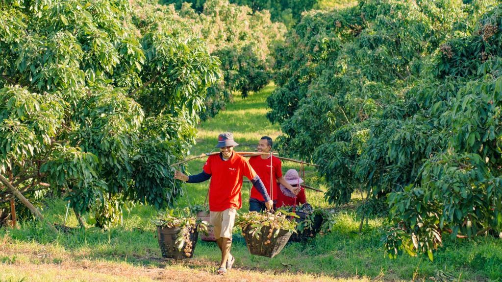 2023年10月，泰國尖竹汶府的龍眼種植園內(nèi)，采果工人正在運(yùn)輸新采摘的龍眼。（黎銀成攝 新華社發(fā)）
