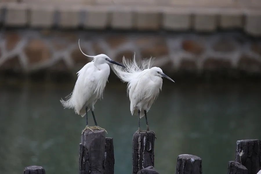 筼筜湖白鷺。人民網(wǎng)記者 陳博 攝