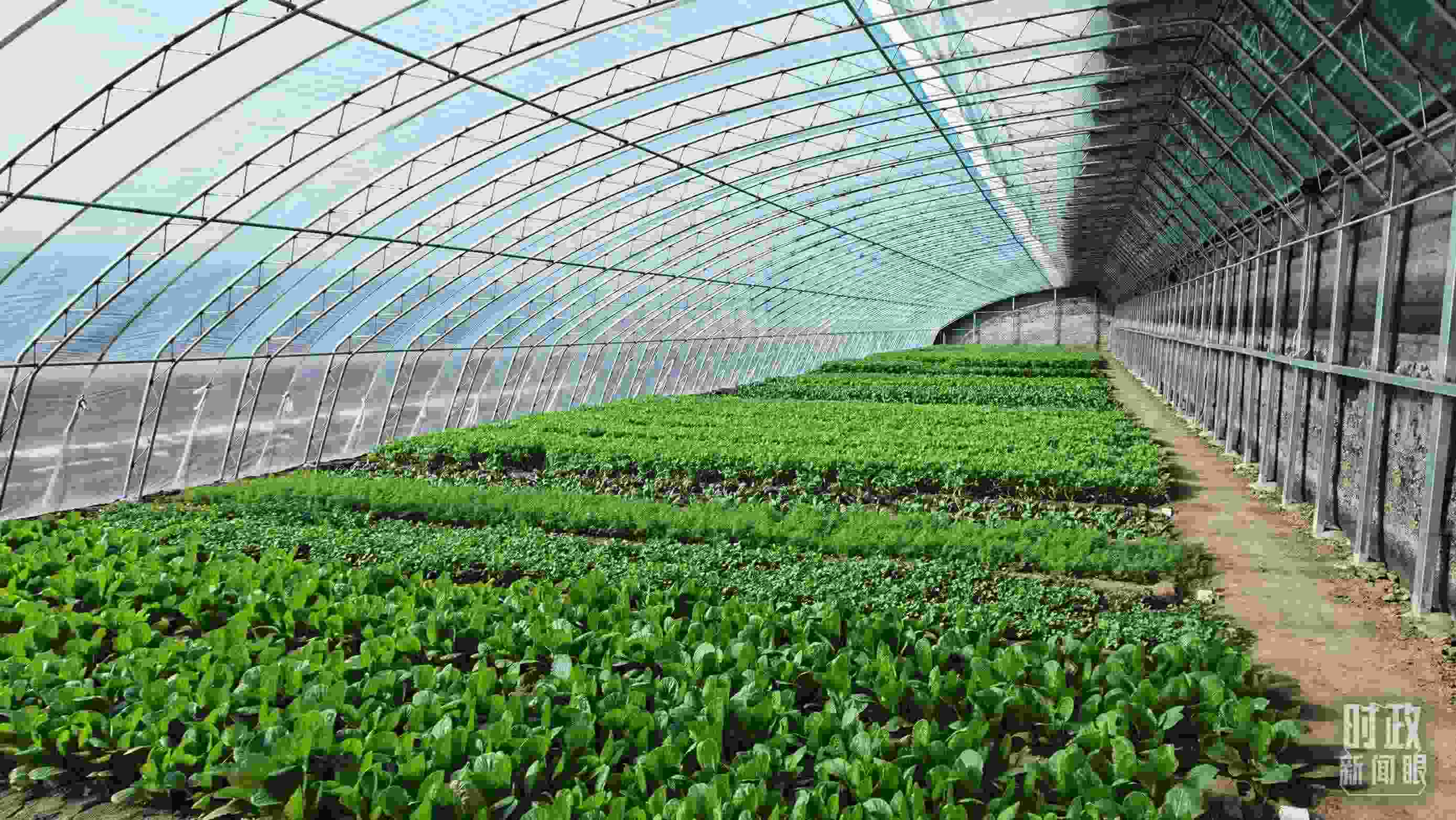 △第六埠村蔬菜大棚。（總臺(tái)央視記者郭鴻拍攝）