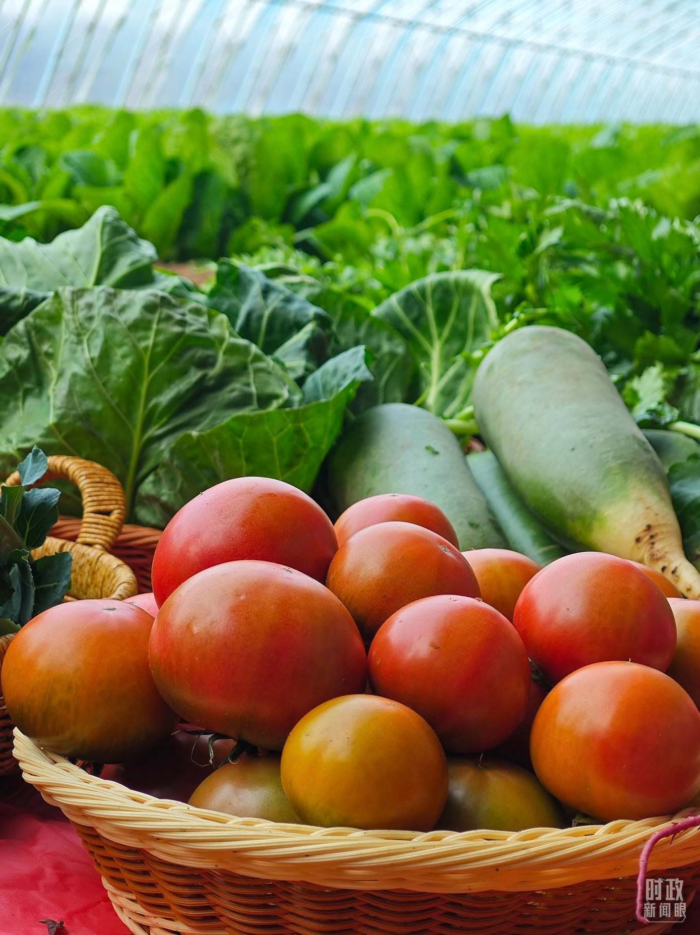 △第六埠村蔬菜大棚，蔬菜收獲頗豐。（總臺(tái)央視記者彭漢明拍攝）