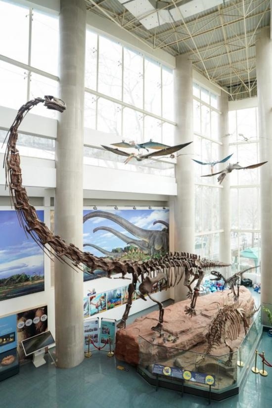 南京古生物博物館展出的馬門溪龍模型。新華社記者李博 攝