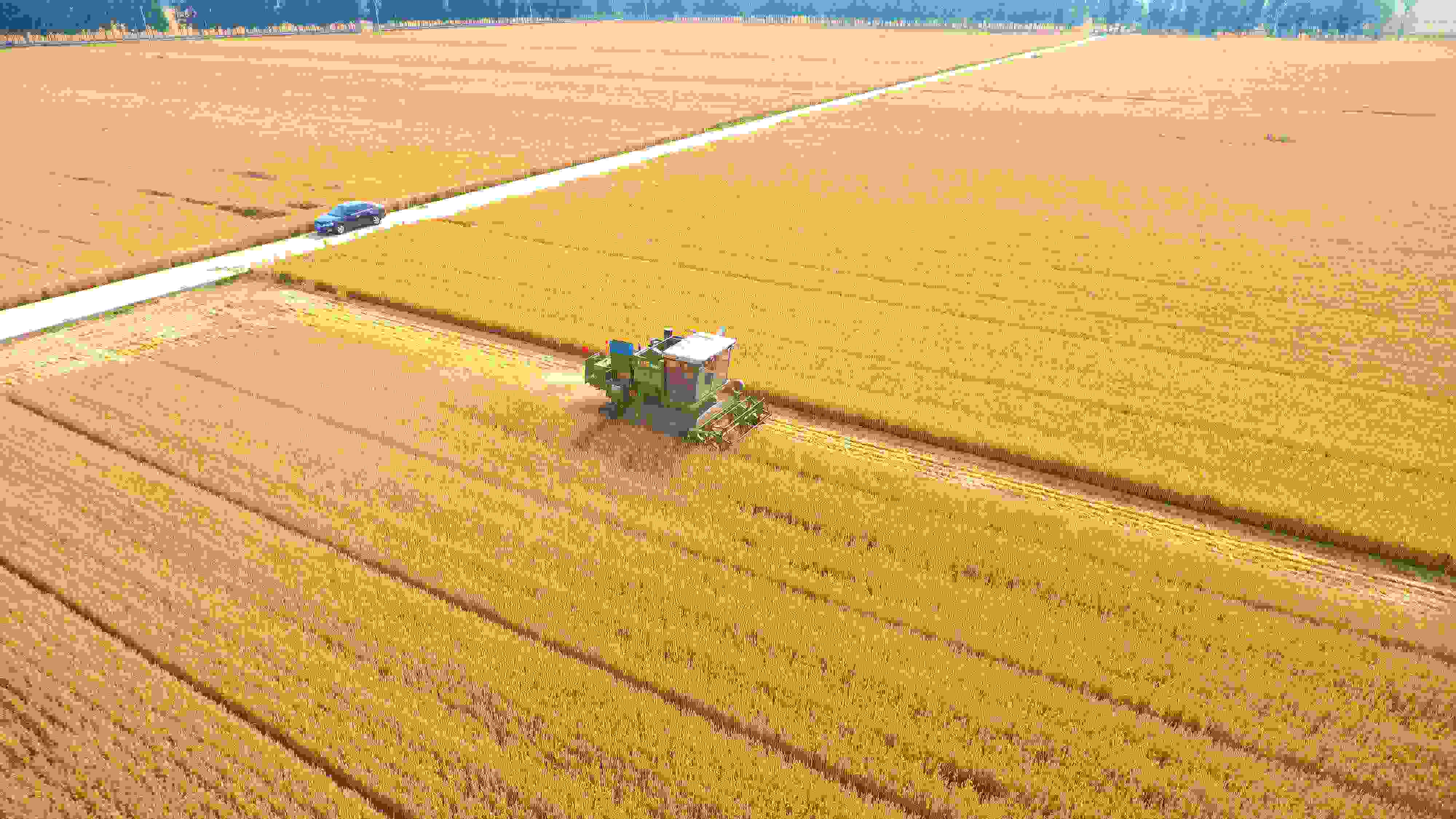 △ 2023年6月5日，山東聊城茌平區(qū)賈寨鎮(zhèn)王藥包村，收割機在田間進行小麥收割作業(yè)。