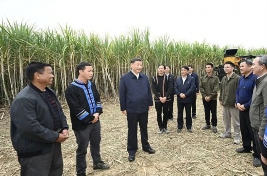 2023年12月14日，習(xí)近平總書記在廣西來賓市國家現(xiàn)代農(nóng)業(yè)產(chǎn)業(yè)園黃安優(yōu)質(zhì)“雙高”糖料蔗基地考察。
