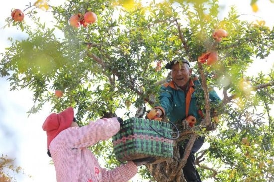 紅彤彤的石榴掛滿枝頭，農(nóng)戶們穿梭在林中采摘，享受著豐收的喜悅。