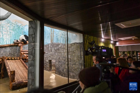 3月8日，人們在俄羅斯莫斯科動物園觀看大熊貓“喀秋莎”（左）和媽媽“丁丁”。新華社記者 曹陽 攝