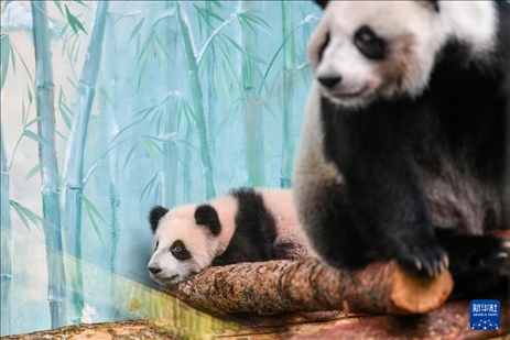 這是3月8日在俄羅斯莫斯科動物園拍攝的大熊貓“喀秋莎”（左）和媽媽“丁丁”。新華社記者 曹陽 攝