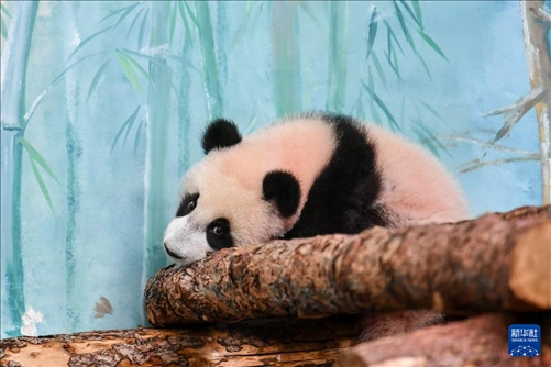 這是3月8日在俄羅斯莫斯科動物園拍攝的大熊貓“喀秋莎”。新華社記者 曹陽 攝