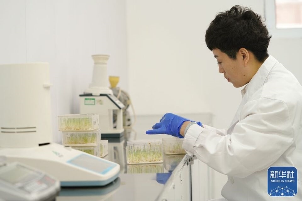 新華全媒+|“大糧倉”黑龍江春耕備耕火熱進行