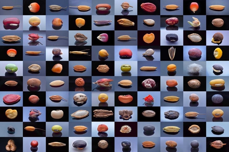 微距鏡頭下，湖南省農(nóng)作物種質(zhì)資源庫(kù)的種子千姿百態(tài)（100個(gè)種子拼版照片）。