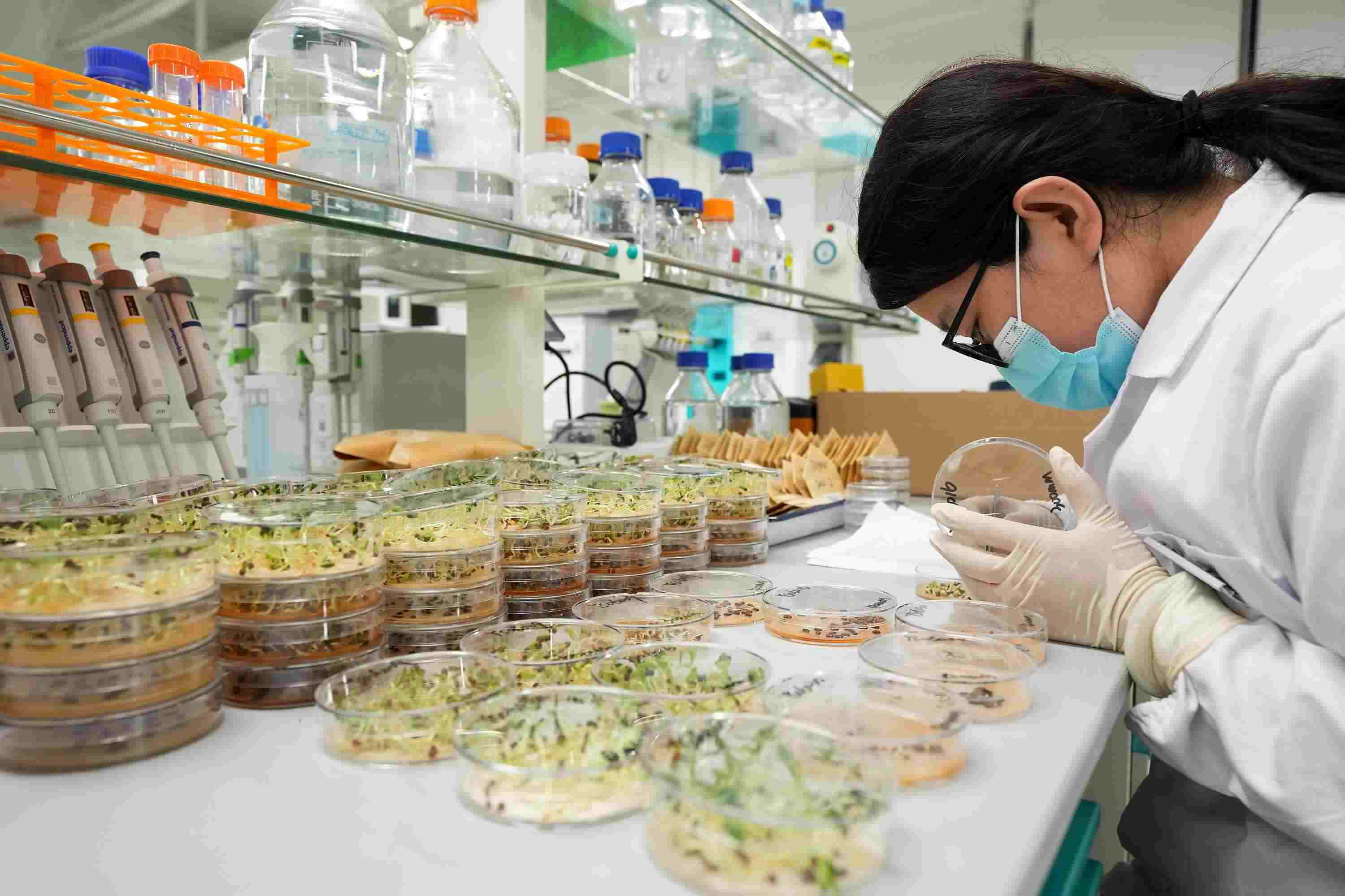 △ 海南三亞崖州灣科技城的崖州灣種子實驗室，科研人員正在觀察種子樣本。