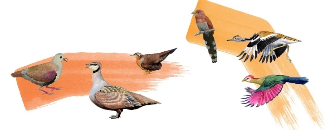 鴿鴇類。浙江大學(xué)供圖