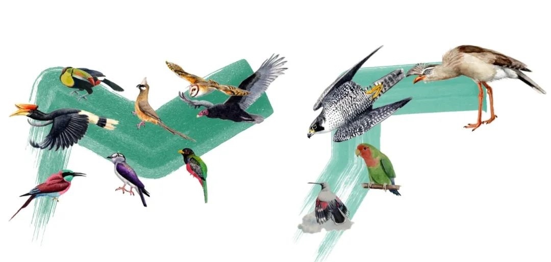 陸鳥類。浙江大學(xué)供圖