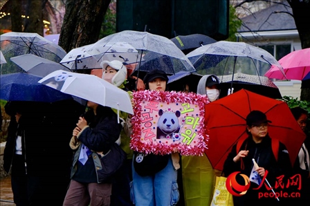 因“福寶”獲得力量和慰藉的年輕粉絲。 人民網(wǎng) 李帆攝