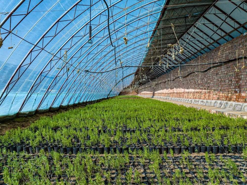 △內(nèi)蒙古一苗圃正在育苗。今年內(nèi)蒙古將投資2200萬(wàn)元保障“三北”工程種苗供應(yīng)，助力打好“三北”工程攻堅(jiān)戰(zhàn)。