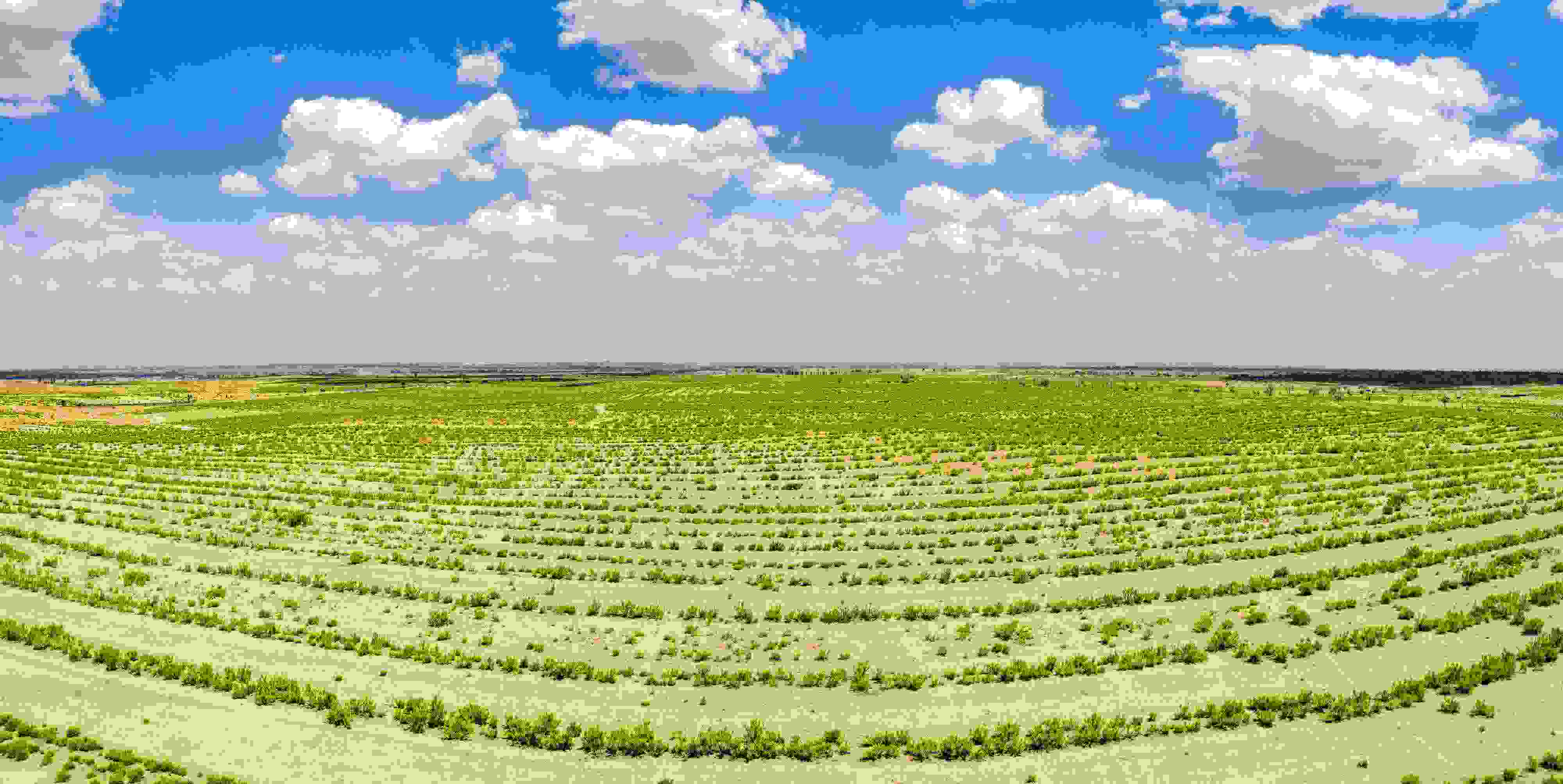 2023年6月7日，內(nèi)蒙古鄂爾多斯，毛烏素沙漠。