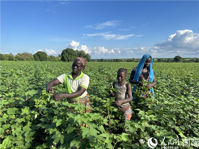 當(dāng)?shù)孛揶r(nóng)在麥田里勞作。人民網(wǎng)記者 黃培昭攝