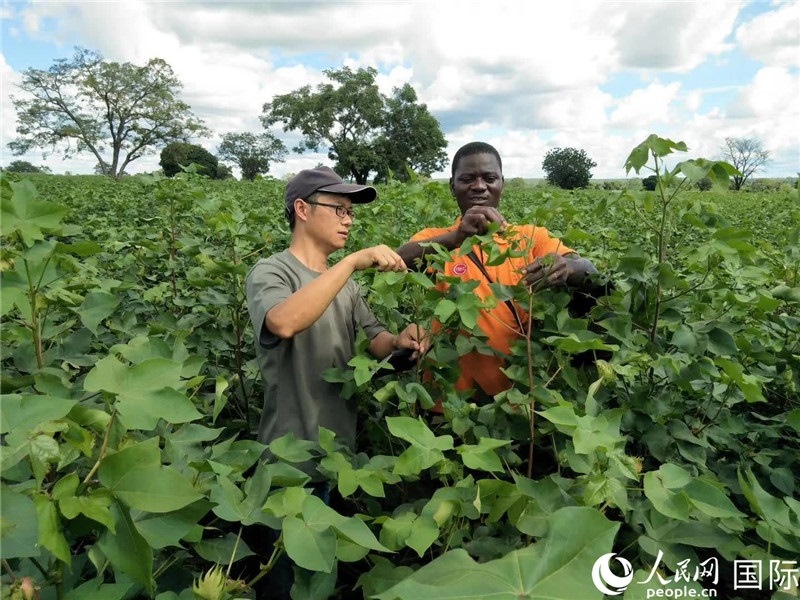 首小勇指導(dǎo)當(dāng)?shù)剞r(nóng)民種植棉花。人民網(wǎng)記者 黃培昭攝