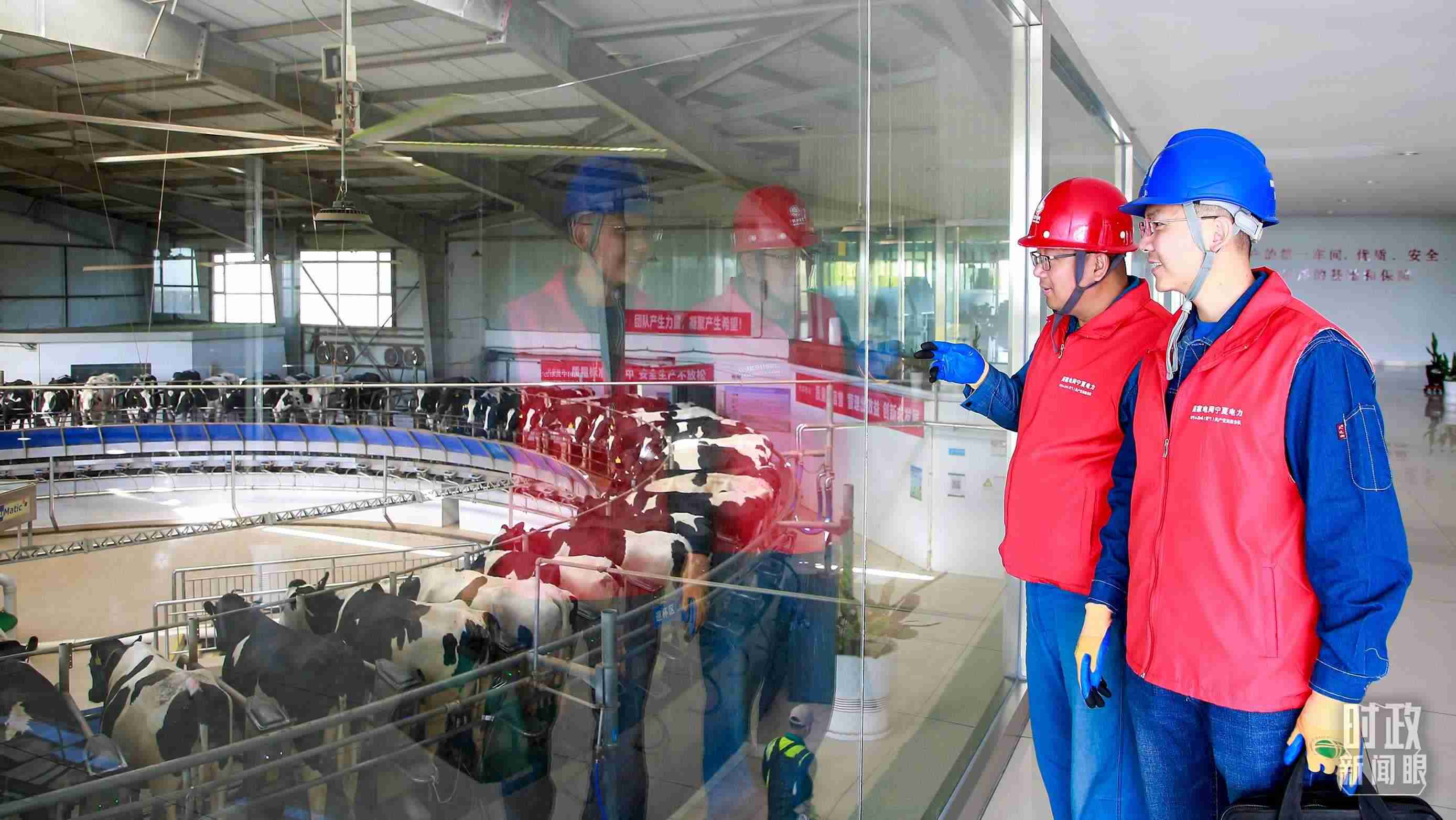  △寧夏銀川，電力員工深入奶牛養(yǎng)殖企業(yè)，助力數(shù)智化養(yǎng)殖。（圖/視覺中國(guó)）