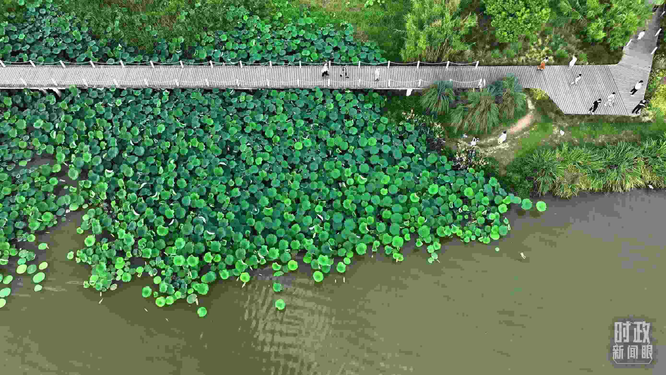 △陜西漢中天漢濕地公園內(nèi)，游人穿行，荷影婆娑。（總臺(tái)記者劉海濤拍攝）