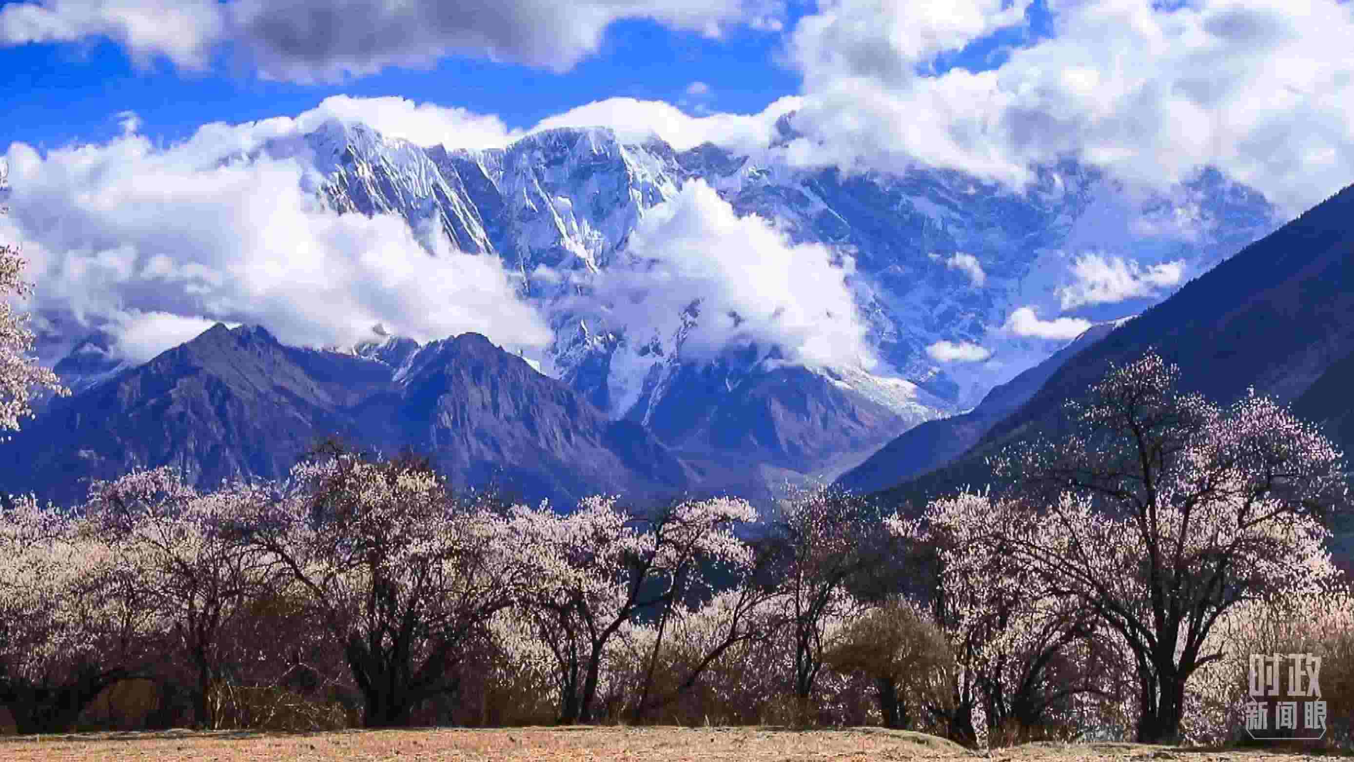 △西藏林芝。（總臺(tái)記者李旭拍攝）