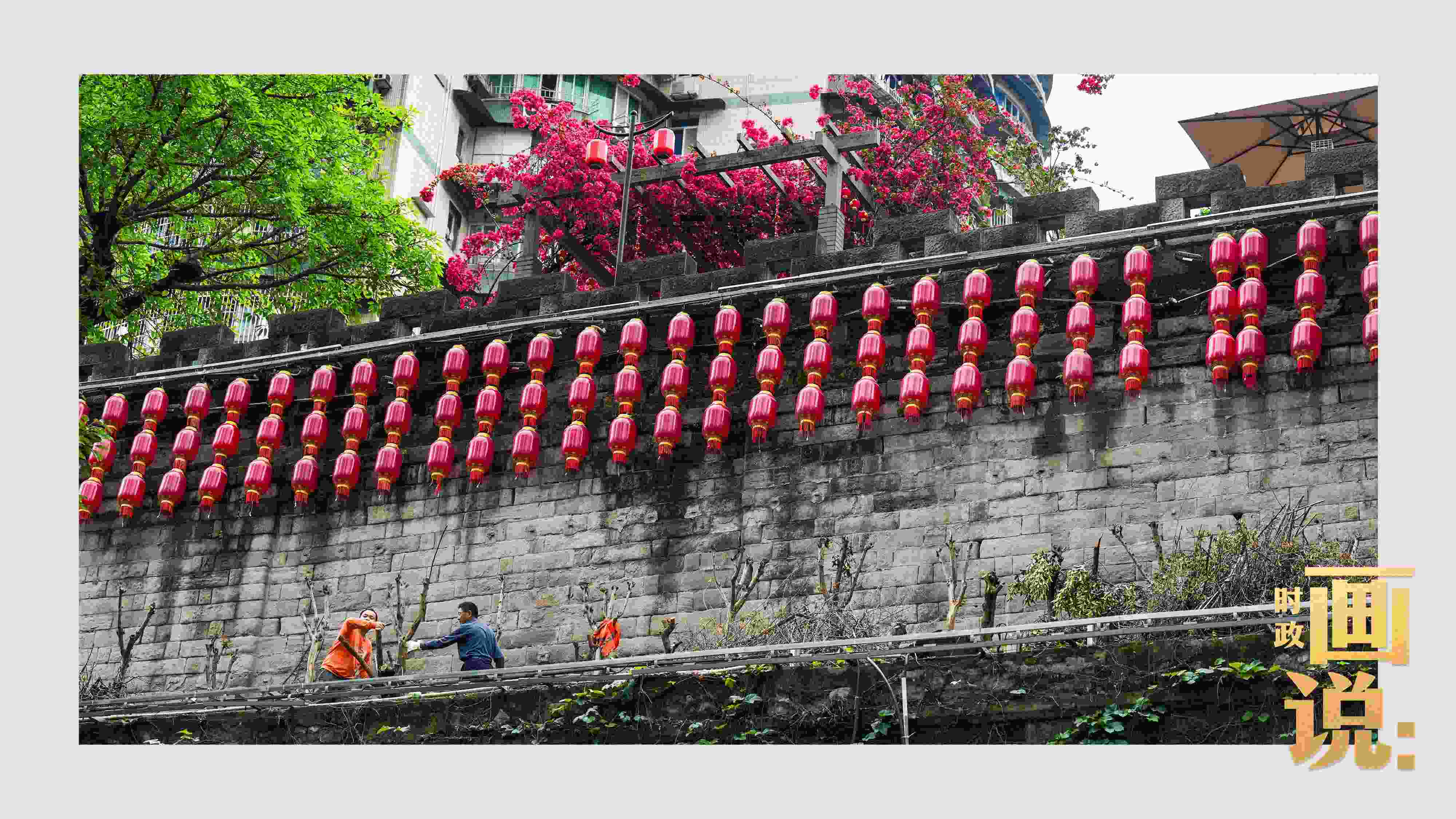 △盛放的三角梅下，園林工人修剪著古老通遠(yuǎn)門城墻上的一抹新綠。