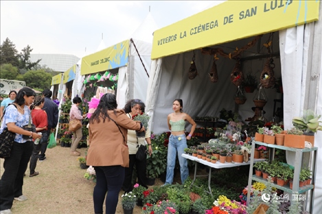 坎波·馬特活動(dòng)現(xiàn)場(chǎng)。埃內(nèi)斯托·多明戈斯攝