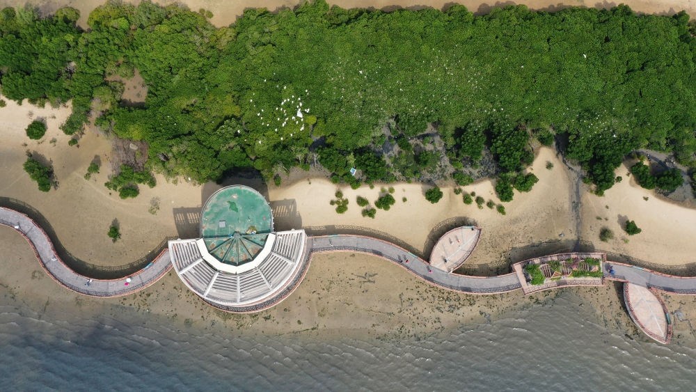 俯瞰廣東湛江市區(qū)海邊的紅樹林（2023年5月25日攝，無人機照片）。
