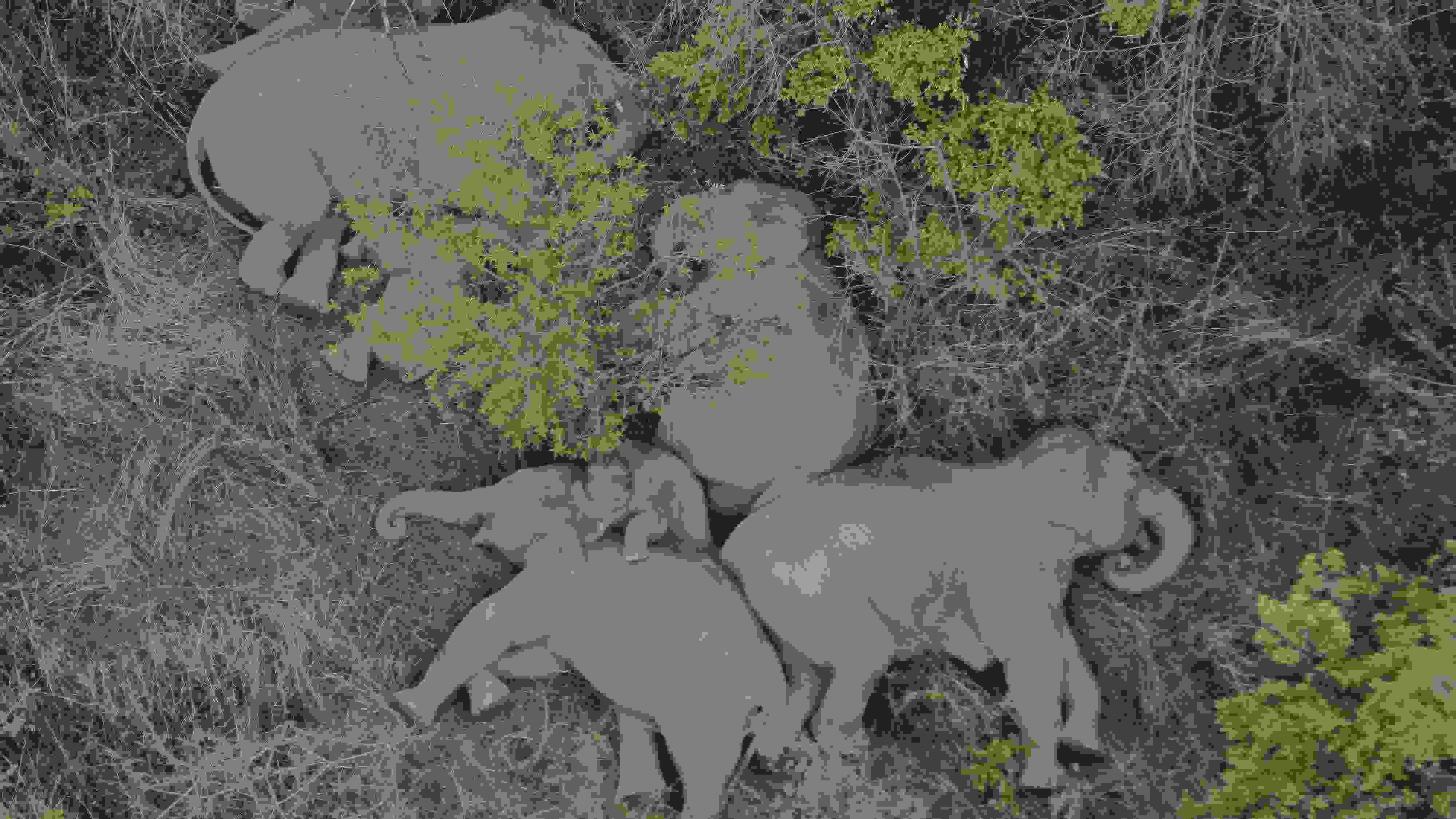 2021年6月7日，航拍顯示亞洲象群在云南省昆明市晉寧區(qū)夕陽鄉(xiāng)山林地里睡覺休息。