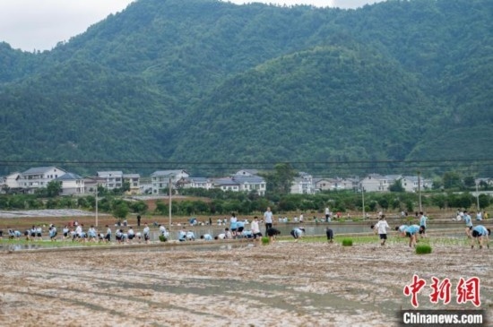 圖為5月21日，綏陽縣旺草中學學生在旺草萬畝大壩體驗插秧。唐哲 攝