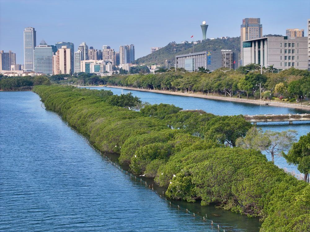 福建廈門筼筜湖紅樹林種植帶（2024年1月24日攝，無人機照片）。
