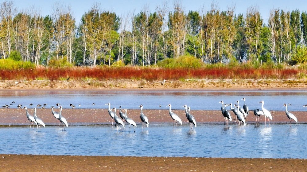 在山東黃河三角洲國家級(jí)自然保護(hù)區(qū)拍攝的白枕鶴（2022年10月18日攝）。新華社發(fā)（楊斌 攝）