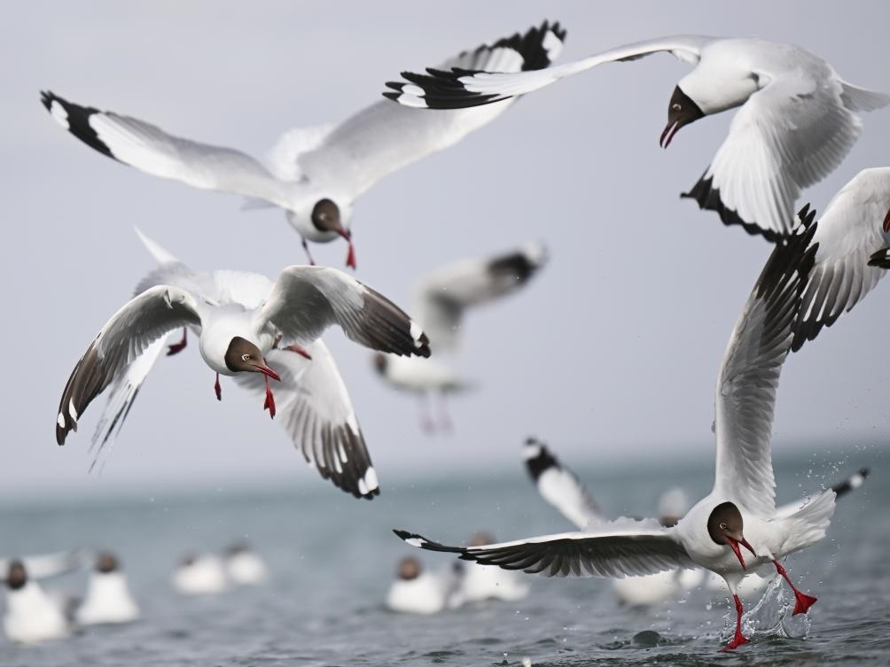 這是2023年4月13日在青海湖拍攝的棕頭鷗。新華社記者 張龍 攝