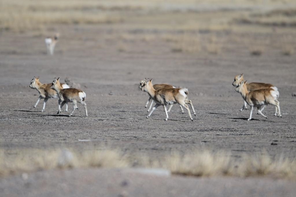 這是1月24日在青海省海北藏族自治州剛察縣哈爾蓋鎮(zhèn)境內(nèi)的草原上拍攝的普氏原羚。新華社記者 張龍 攝