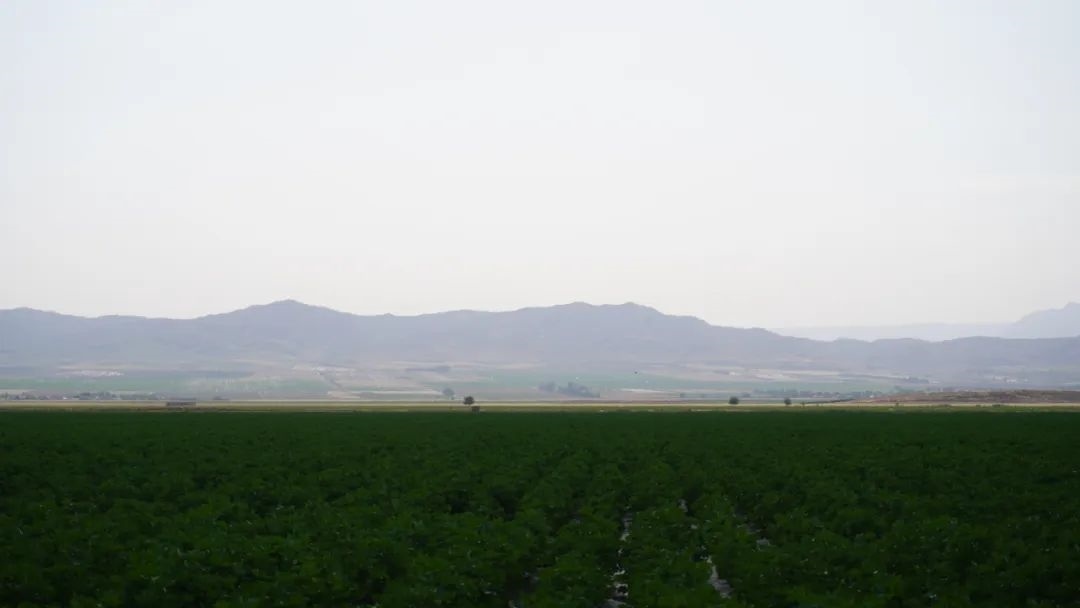 擴(kuò)列孜鎮(zhèn)采用先進(jìn)滴灌技術(shù)的棉田。曲頌攝