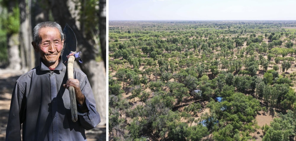 拼版照片：左圖為內(nèi)蒙古鄂托克前旗呼和陶勒蓋嘎查的牧民曹扎娃出門勞作（2023年6月14日攝）；右圖為曹扎娃的承包地（2023年6月14日攝，無人機(jī)照片）。20世紀(jì)80年代，在毛烏素沙地中，曹扎娃主動(dòng)承包了2300多畝沙地。這么多年來，曹扎娃堅(jiān)持種樹治沙，最終將沙地變成了林海。新華社記者 劉磊 攝