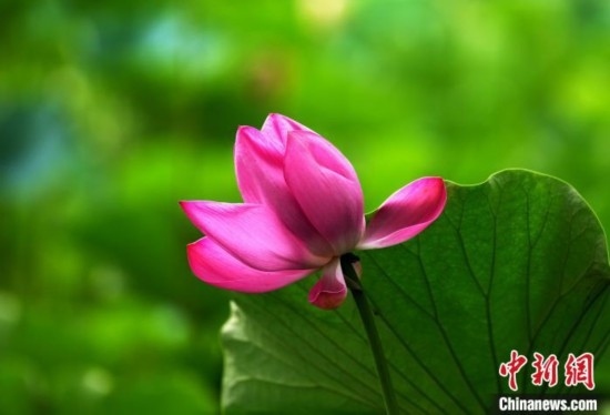 6月19日，時(shí)值一年畢業(yè)季，四川大學(xué)望江校區(qū)荷花池里的荷花盛開，成為了畢業(yè)生們的打卡圣地，吸引了眾多畢業(yè)生拍照留念。圖為盛開的荷花。中新社記者 安源 攝