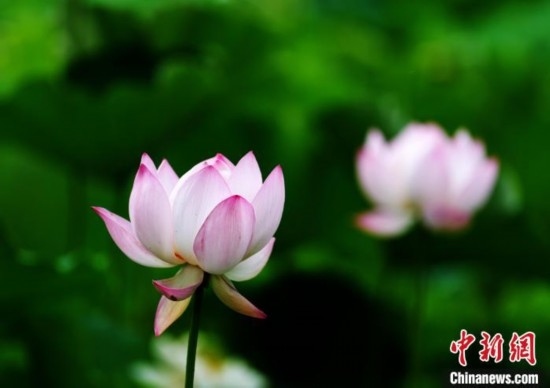 6月19日，時(shí)值一年畢業(yè)季，四川大學(xué)望江校區(qū)荷花池里的荷花盛開，成為了畢業(yè)生們的打卡圣地，吸引了眾多畢業(yè)生拍照留念。圖為盛開的荷花。中新社記者 安源 攝