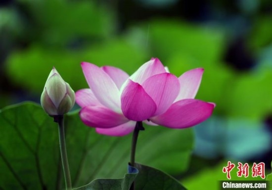 6月19日，時(shí)值一年畢業(yè)季，四川大學(xué)望江校區(qū)荷花池里的荷花盛開，成為了畢業(yè)生們的打卡圣地，吸引了眾多畢業(yè)生拍照留念。圖為盛開的荷花。中新社記者 安源 攝