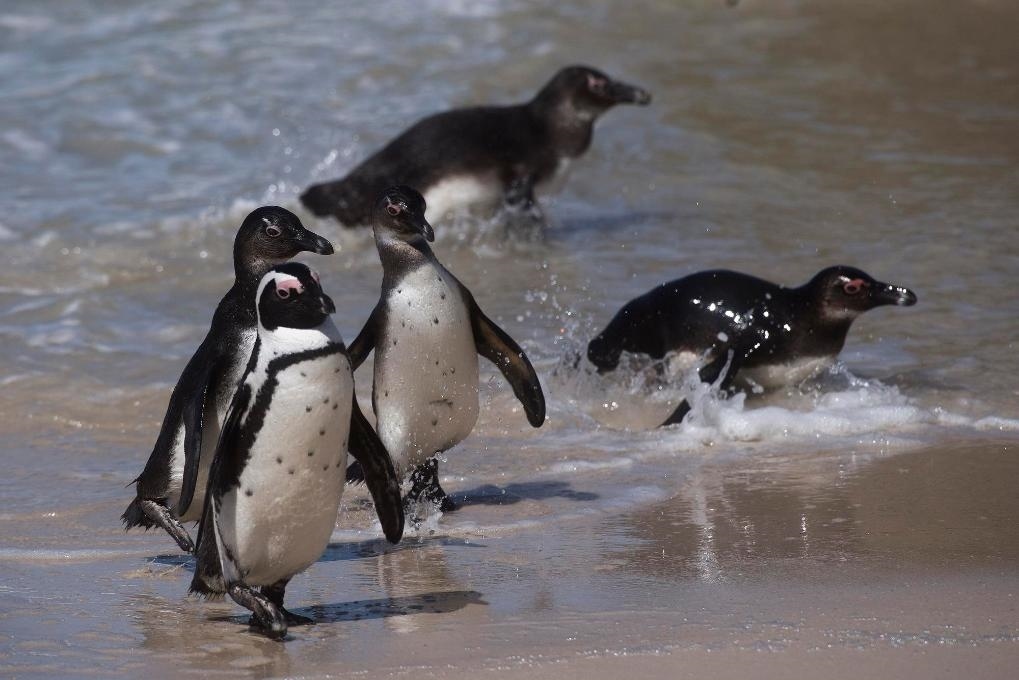 這是2021年9月29日在南非西蒙斯敦的博爾德斯海灘拍攝的捕食歸來的非洲企鵝。新華社記者 陳誠 攝