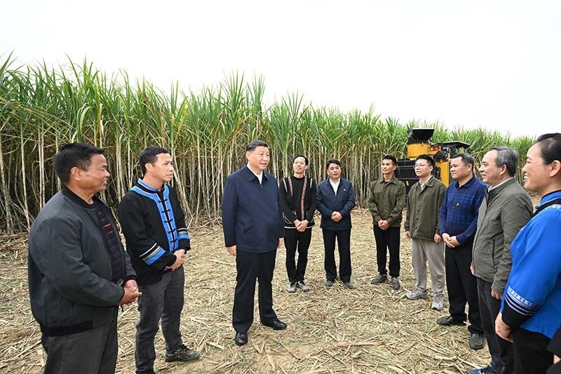 2023年12月14日，習(xí)近平總書記在廣西來賓市國家現(xiàn)代農(nóng)業(yè)產(chǎn)業(yè)園黃安優(yōu)質(zhì)“雙高”糖料蔗基地考察時，同蔗農(nóng)、農(nóng)機(jī)手和農(nóng)技人員親切交流。