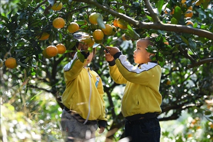 貴州黃平縣小朋友在校外勞動實踐基地采摘柑橘。
