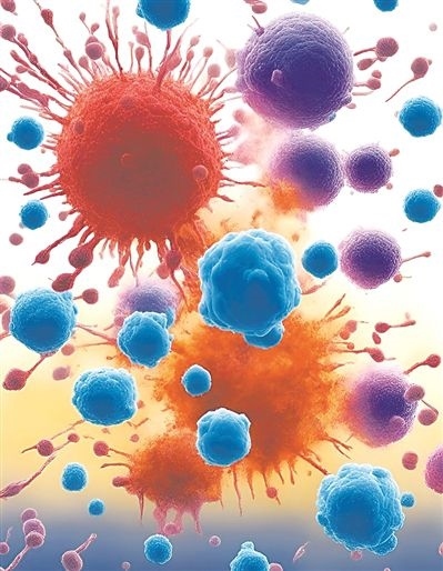 用氯化鈉處理的高活性CD8 T細胞（紫色），與未經(jīng)處理的細胞（藍色）相比，其抗腫瘤能力更強，能夠顯著損傷腫瘤細胞（紅色）。圖片來源：德國耶拿弗里德里希·席勒大學